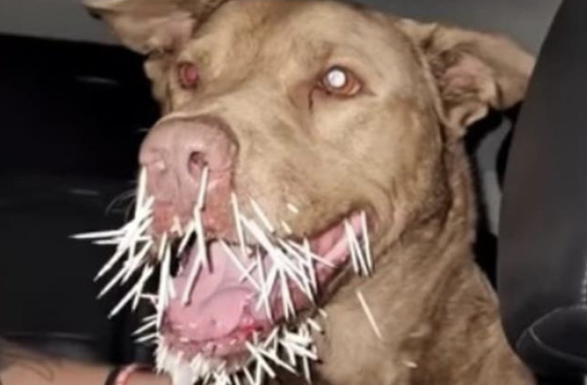 ABD de pitbull cinsi köpek kirpi tarafından öldürüldü #1