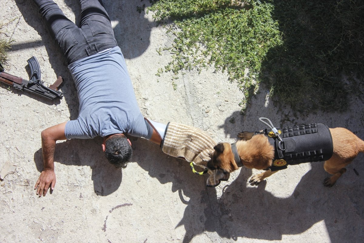 Entraînement intensif des chiens de gendarmerie #10