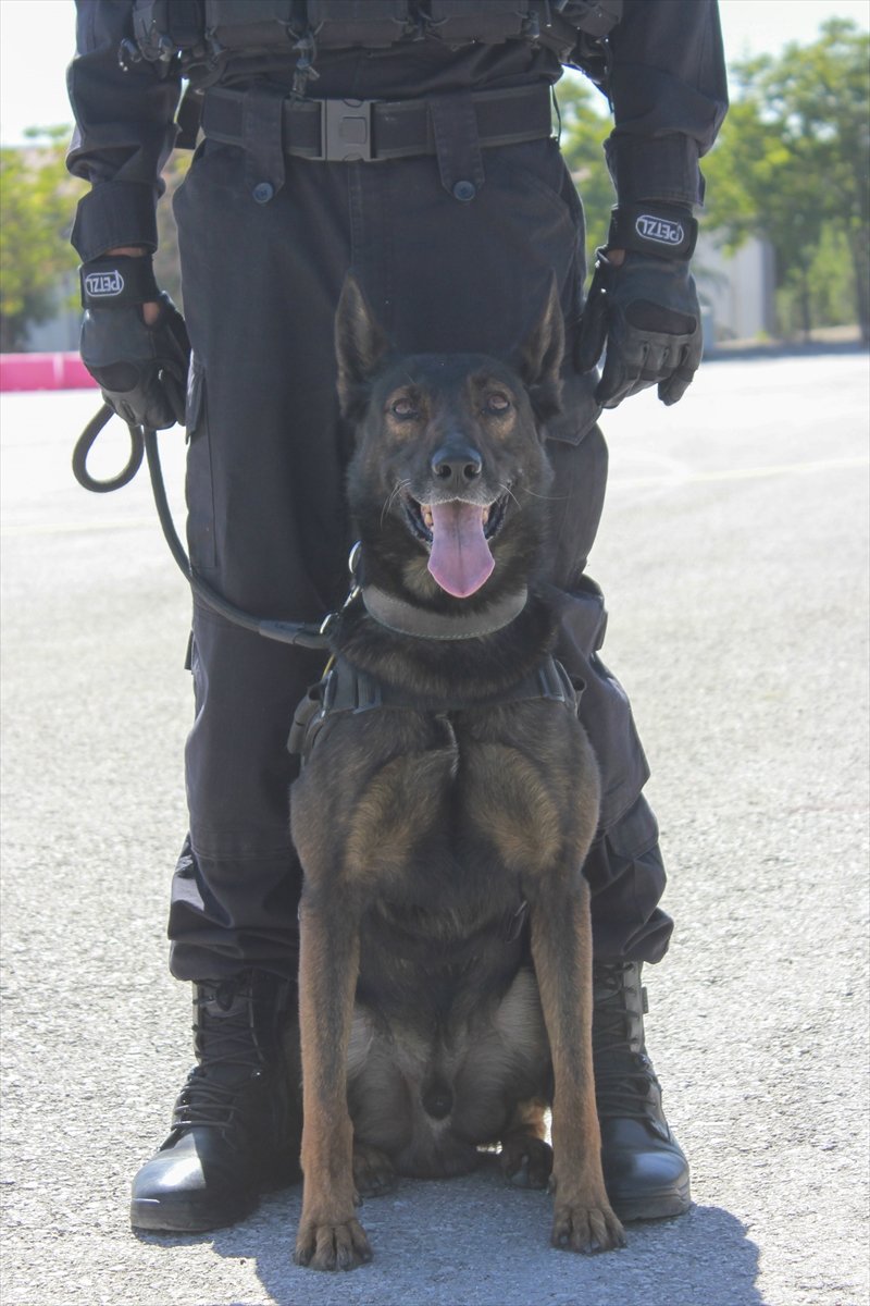 Entraînement intensif pour les chiens de la gendarmerie n°7