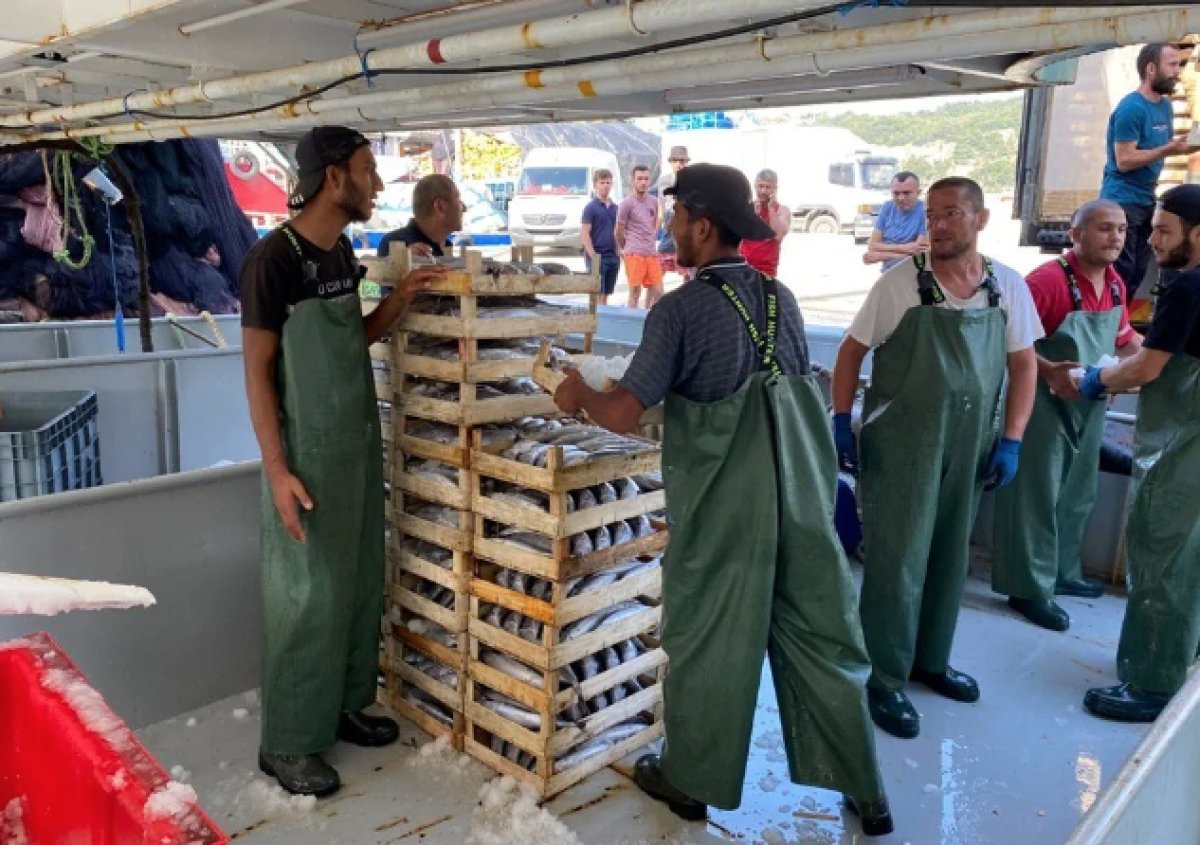 Karadeniz'de balık bolluğu: Tonlarca palamut yakaladılar #1