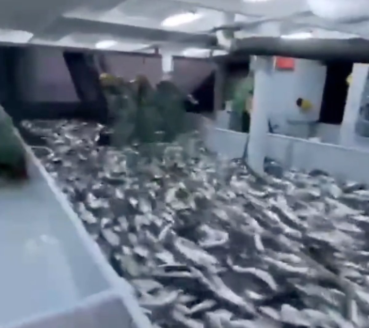 Karadeniz de balık bereketi: Tonlarca palamut tuttular #2