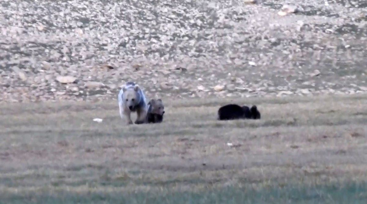 Munzur Dağları ndan belgesel tadında görüntüler #2