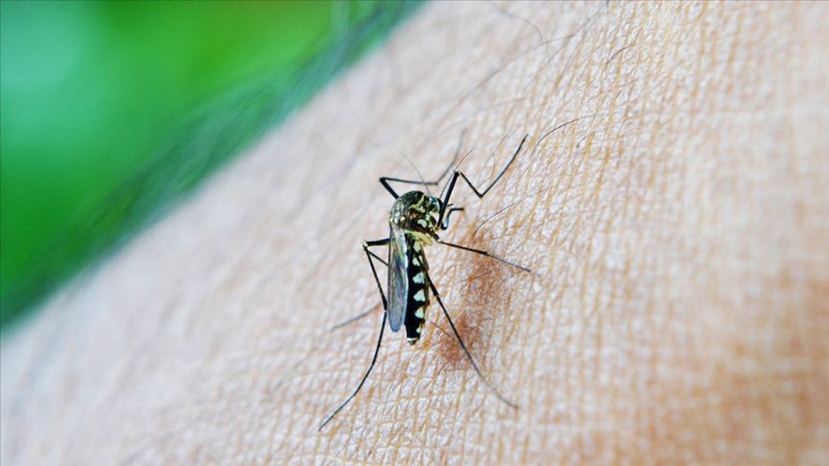 Sağlık Bakanlığı ndan sivrisineklerden korunma rehberi #2