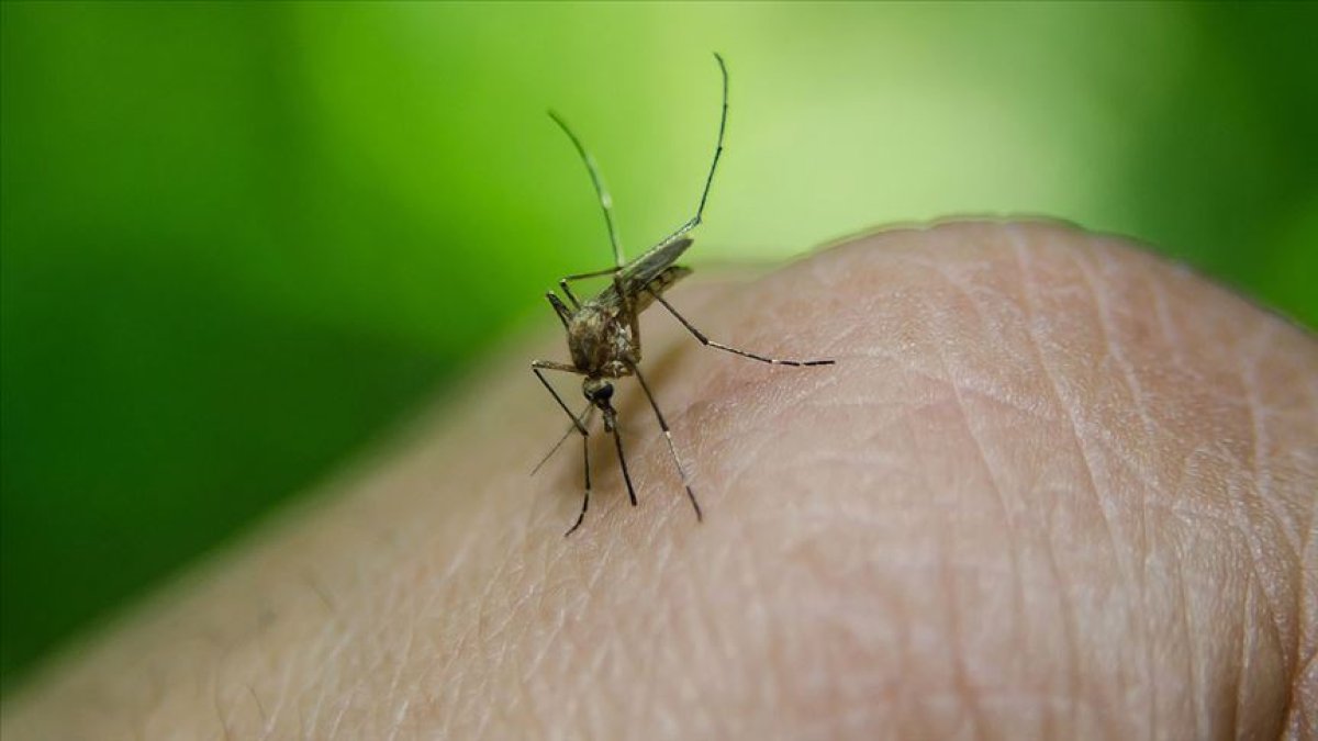 Sağlık Bakanlığı ndan sivrisineklerden korunma rehberi #1