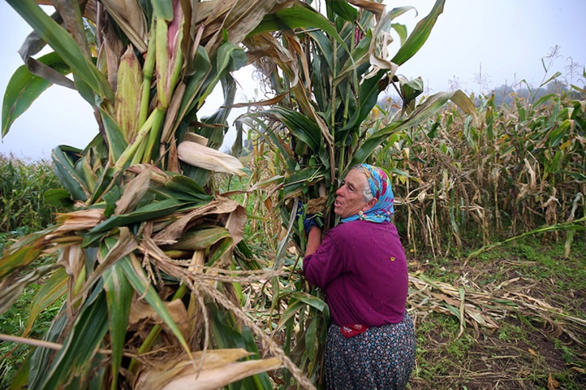 Karadeniz kadınının emeğiyle, tarladan sofraya mısır ununun hikayesi #2
