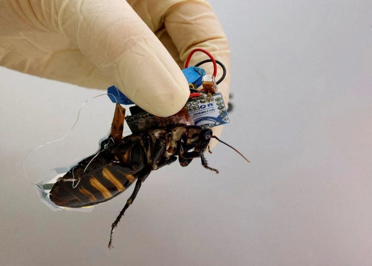 Japonlar, küçük cihazlarla böcekleri kontrol edebiliyor #4