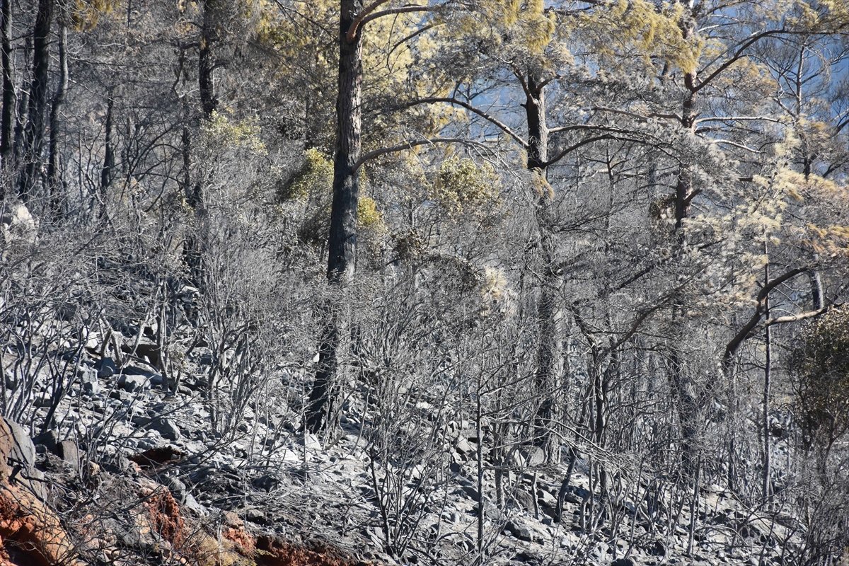 Marmaris teki yangında 500 hektarlık alan zarar gördü  #4