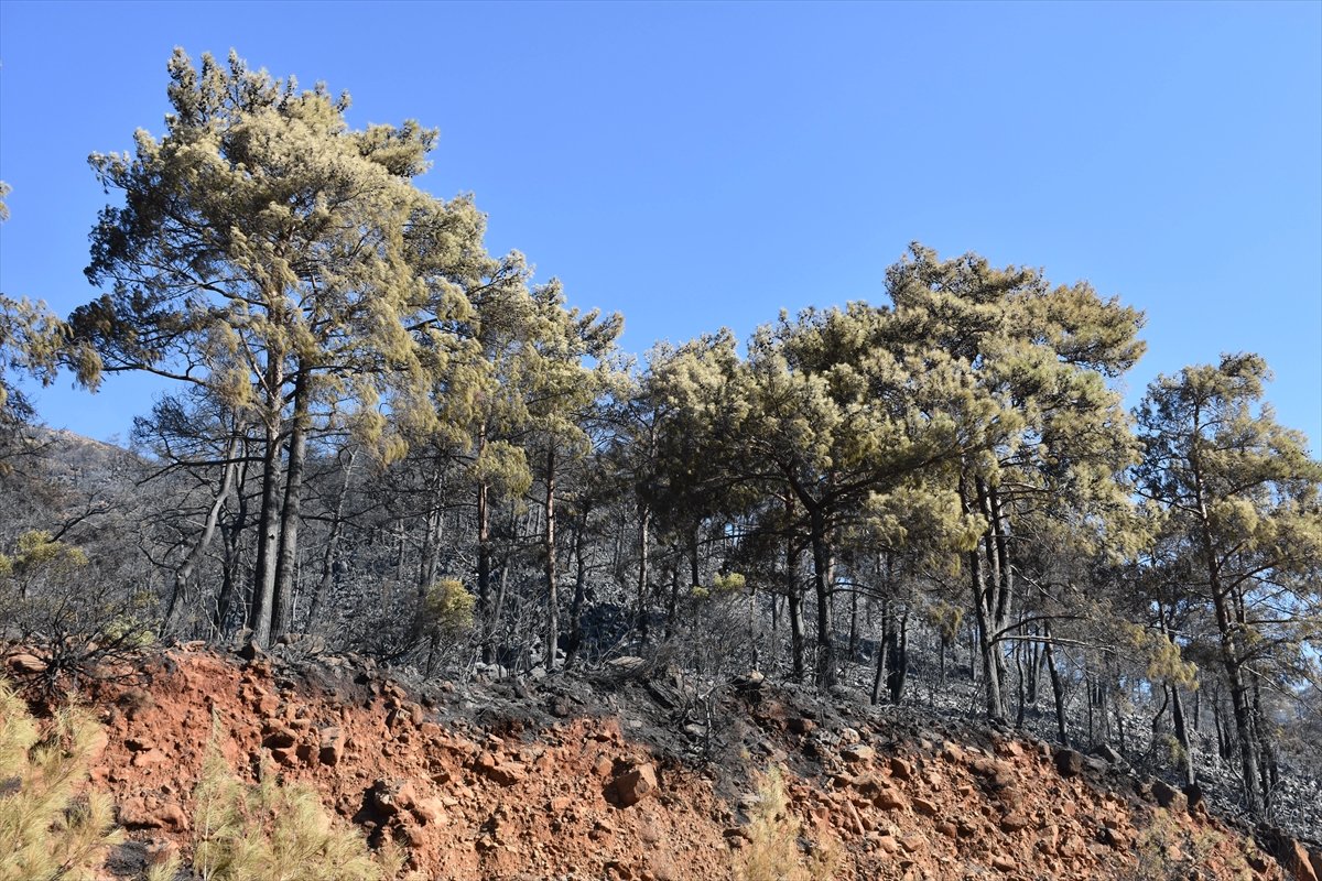 Marmaris teki yangında 500 hektarlık alan zarar gördü  #1