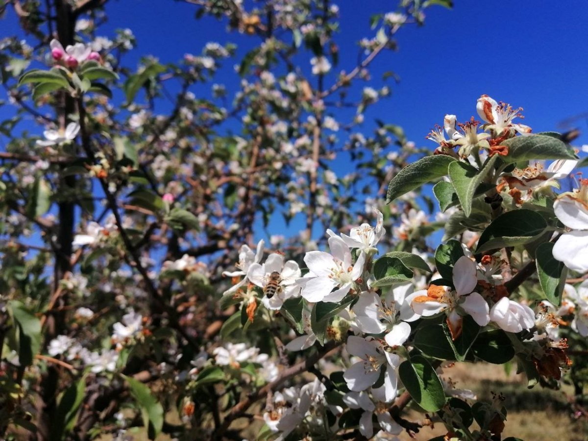 Erzincan da sonbaharda kar yağarken çiçek açan elma ağacı şaşırttı #6