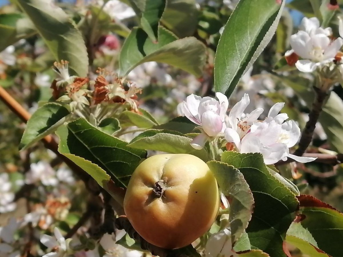 Erzincan da sonbaharda kar yağarken çiçek açan elma ağacı şaşırttı #4