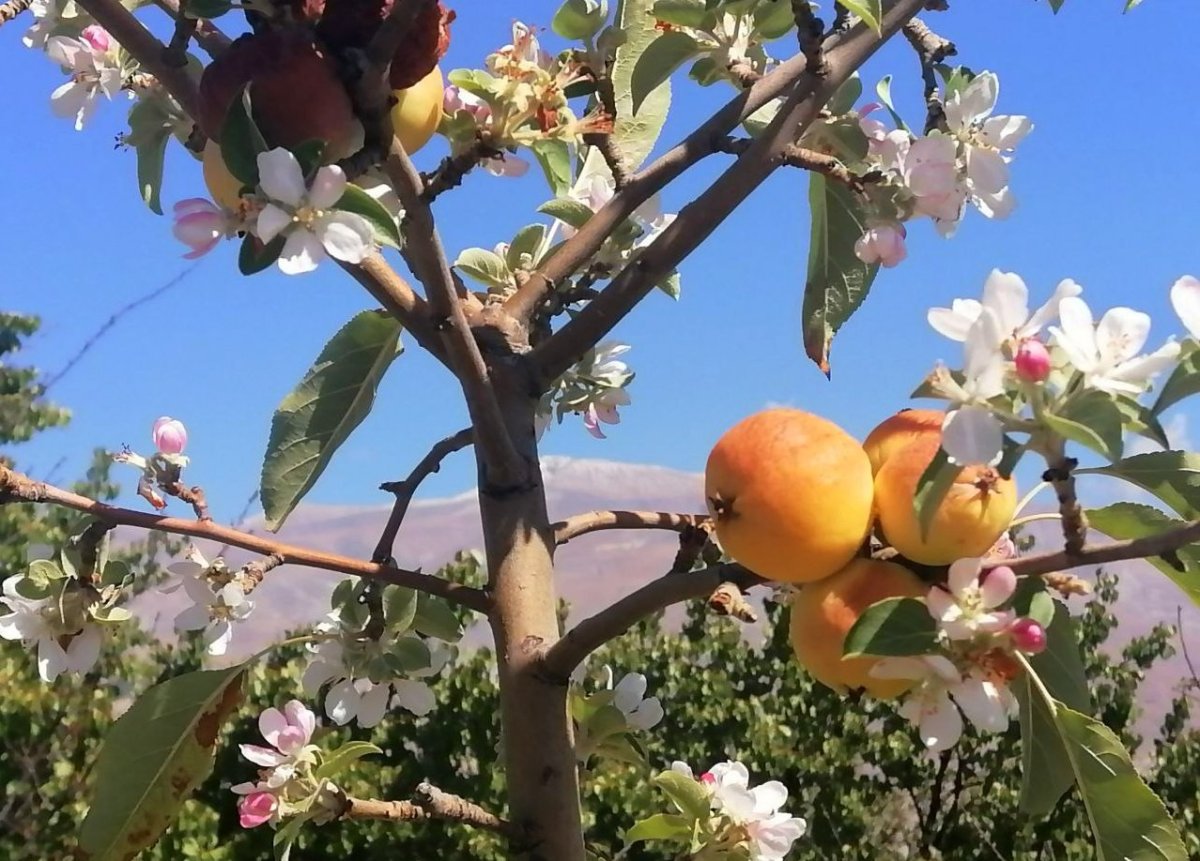 Erzincan da sonbaharda kar yağarken çiçek açan elma ağacı şaşırttı #3