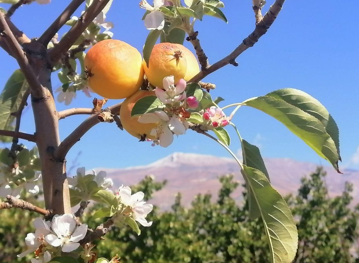 Erzincan da sonbaharda kar yağarken çiçek açan elma ağacı şaşırttı #1