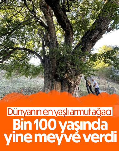 Artvin'de 1100 yıllık armut ağacında meyve hasadı
