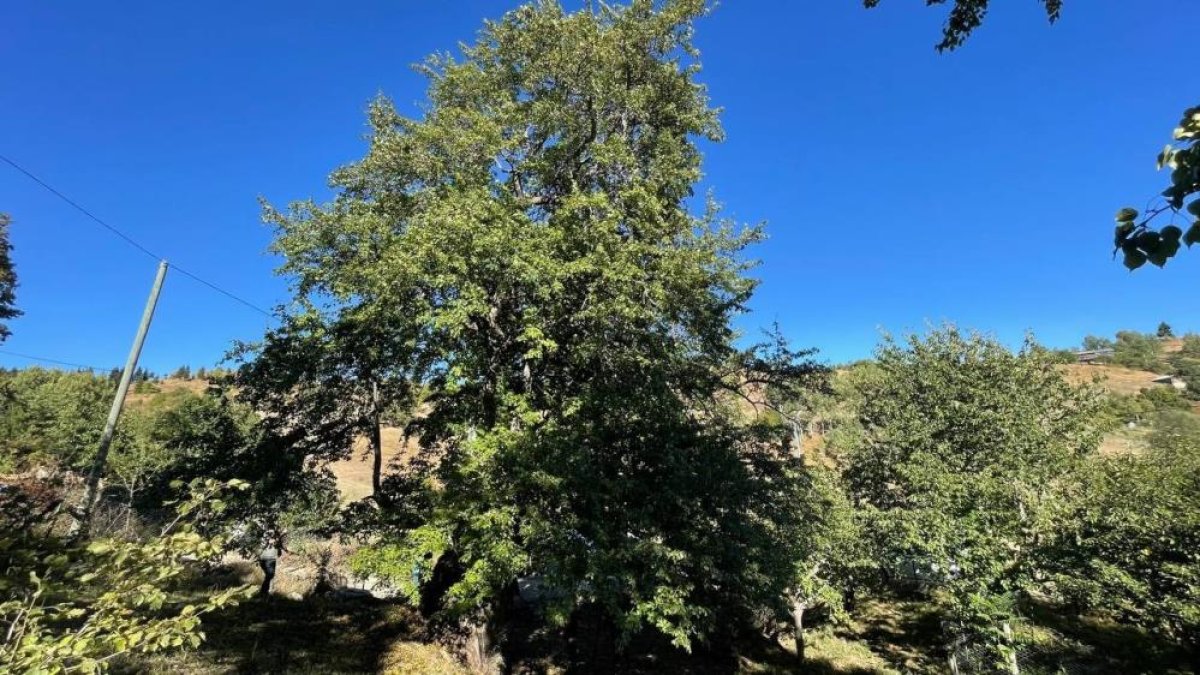 Artvin de 1100 yıllık armut ağacında meyve hasadı #3