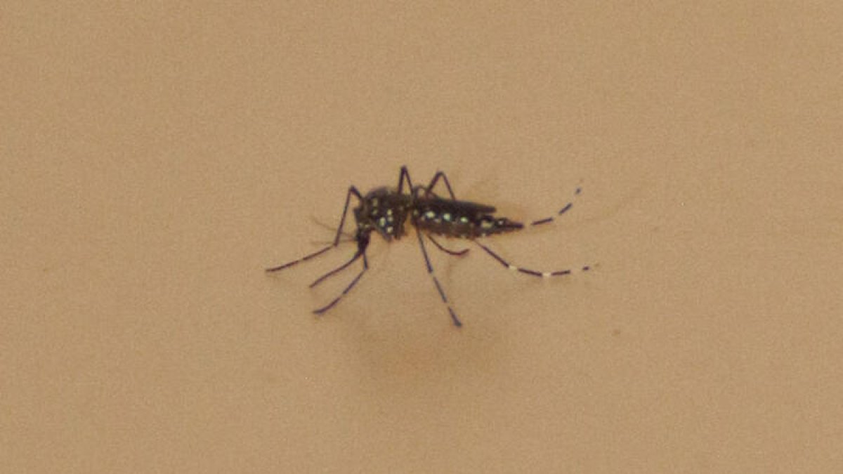 İstanbul'da 'Aedes' sineği alarmı