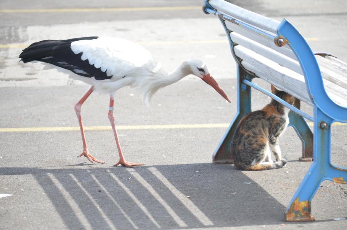 Tekirdağ da kedi ve leyleğin balık savaşı kamerada #1