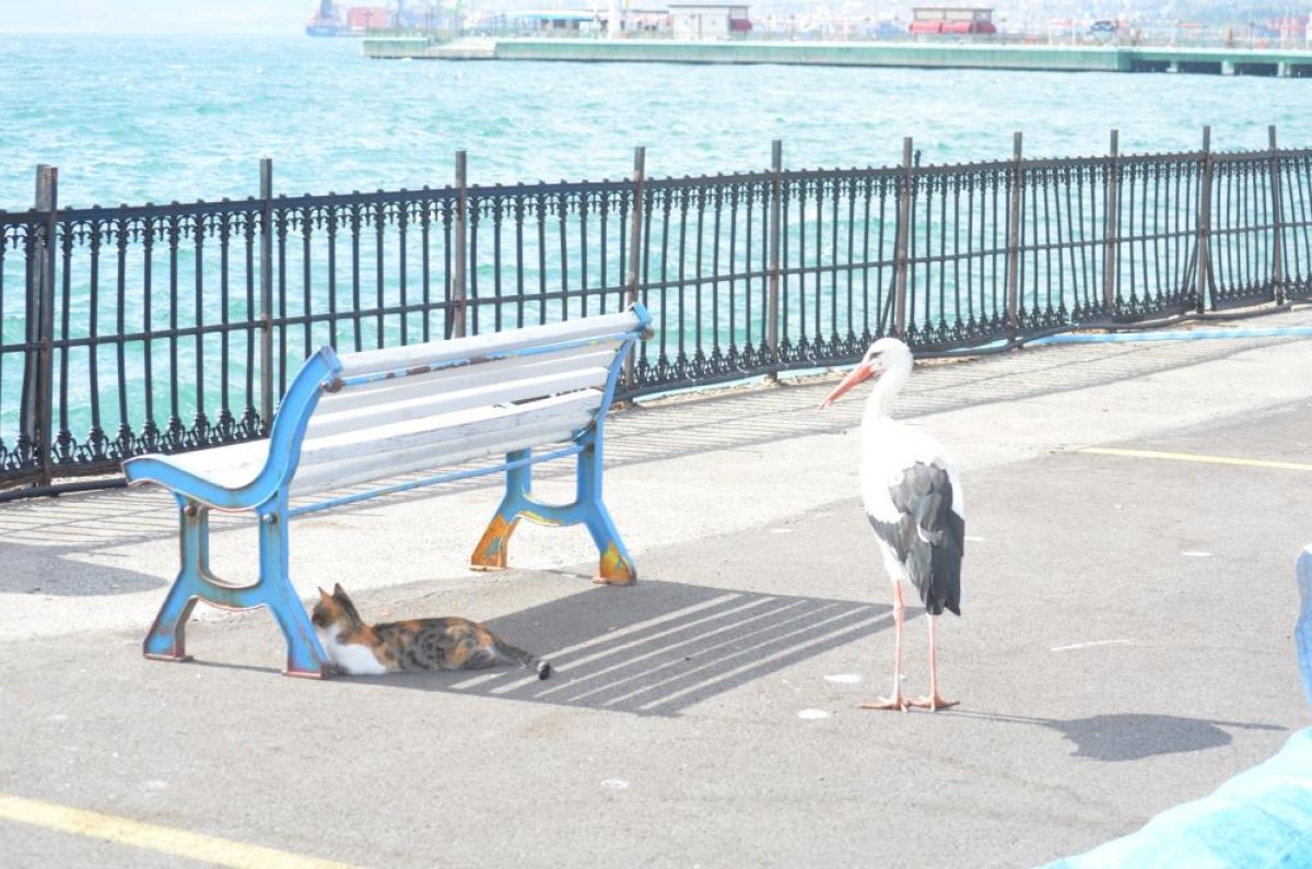 Tekirdağ da kedi ve leyleğin balık savaşı kamerada #2