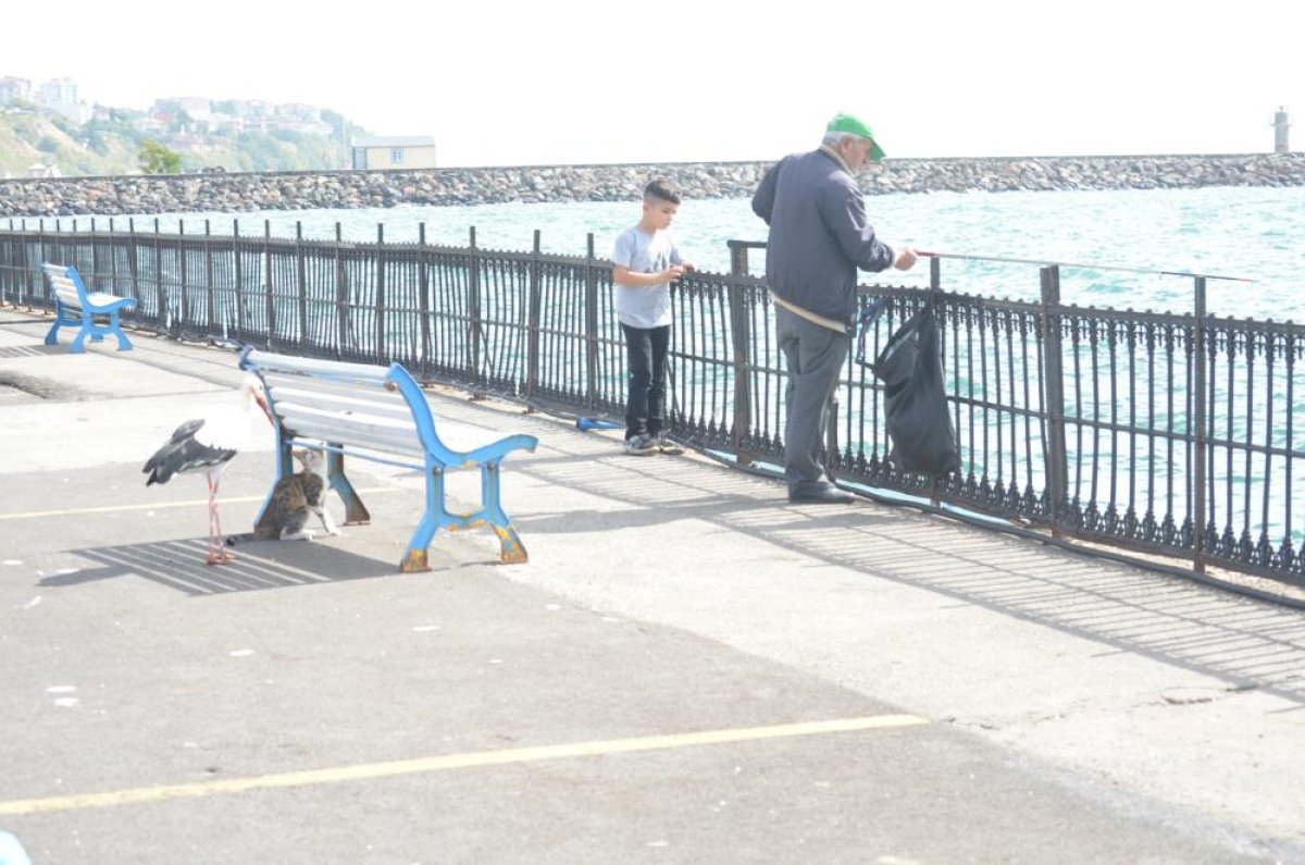 Tekirdağ da kedi ve leyleğin balık savaşı kamerada #5