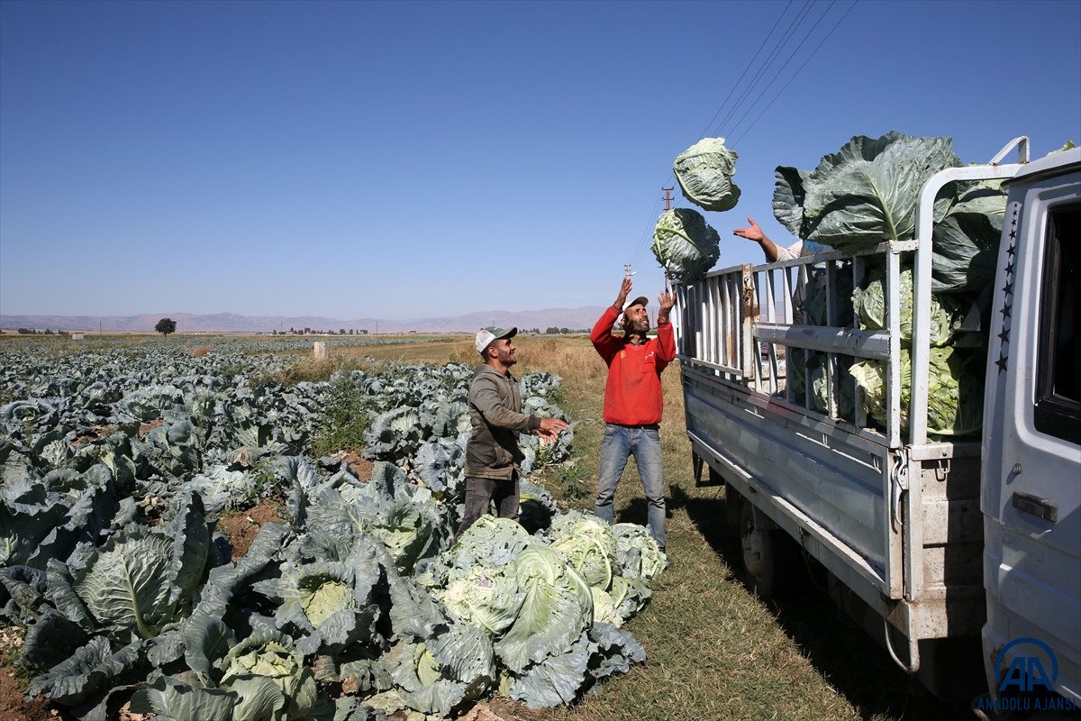 Muş ta lahana üretiminden 35 milyon lira gelir bekleniyor #12