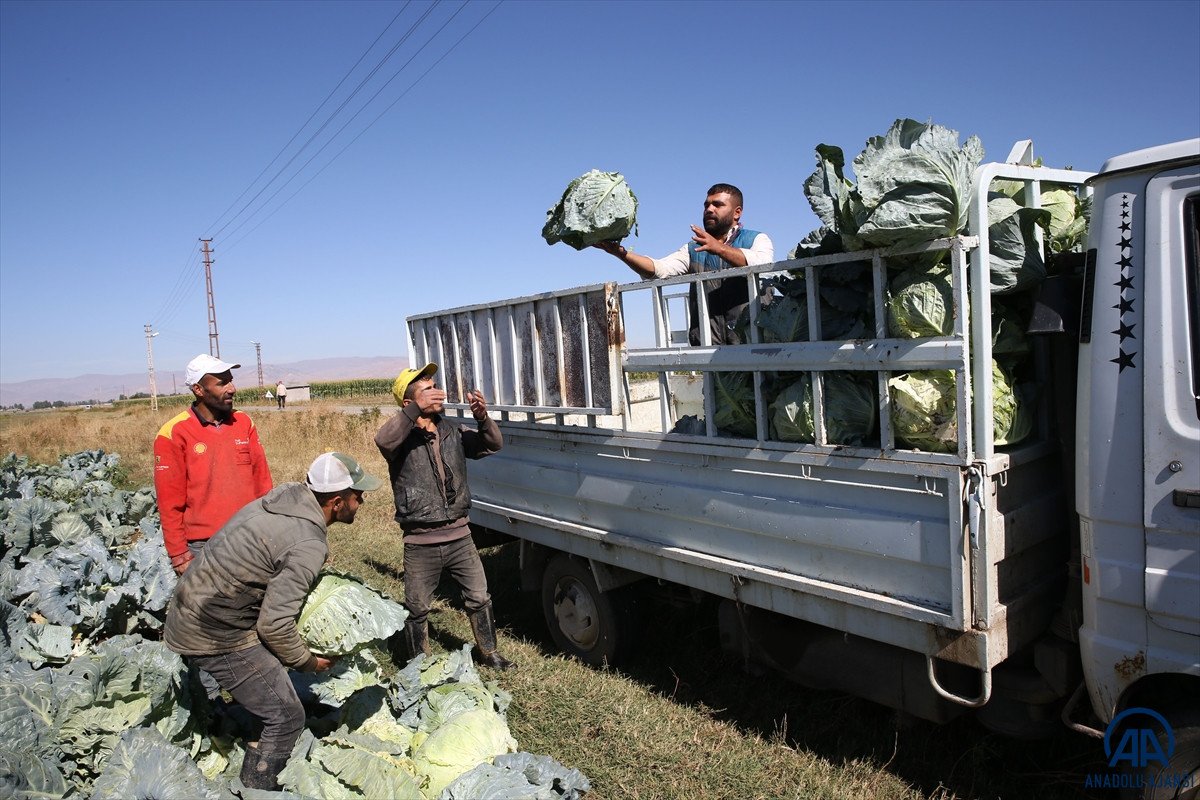 Muş ta lahana üretiminden 35 milyon lira gelir bekleniyor #13