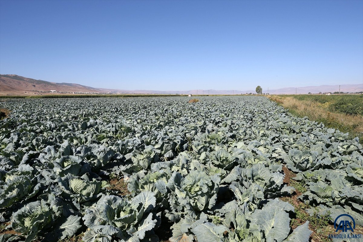 Muş ta lahana üretiminden 35 milyon lira gelir bekleniyor #9