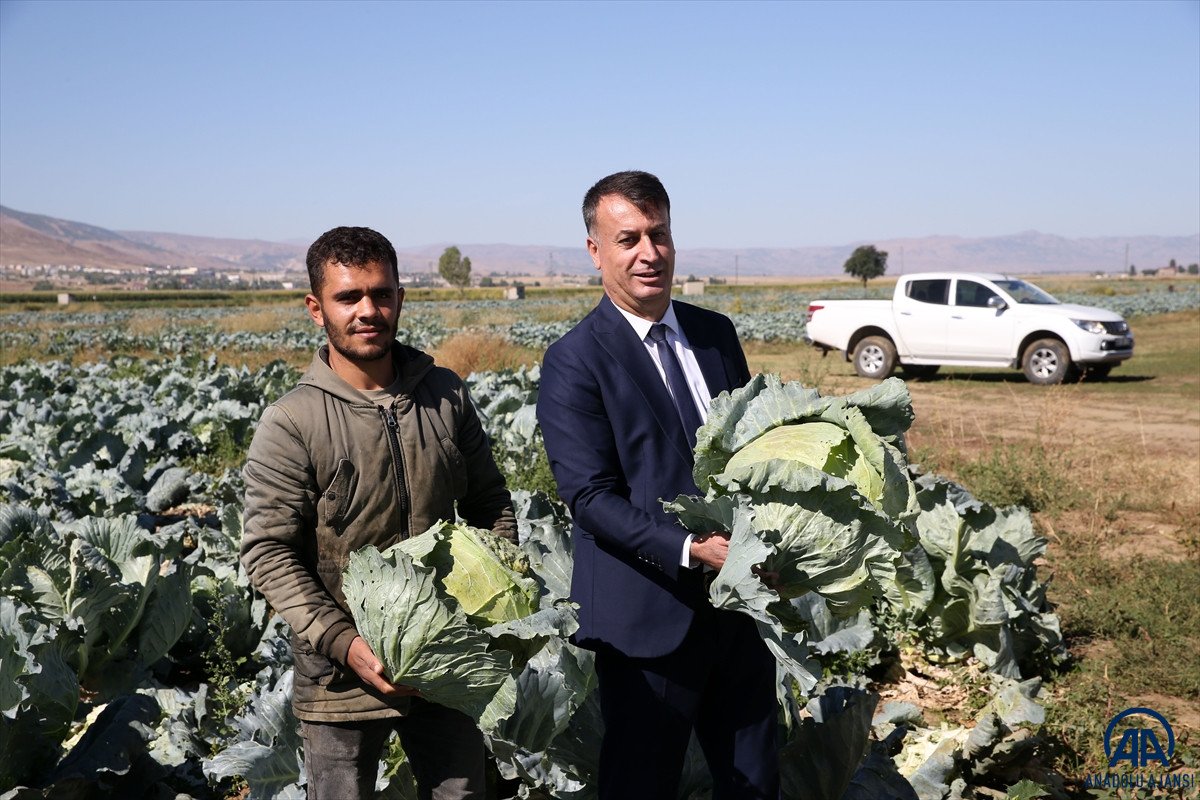 Muş ta lahana üretiminden 35 milyon lira gelir bekleniyor #10