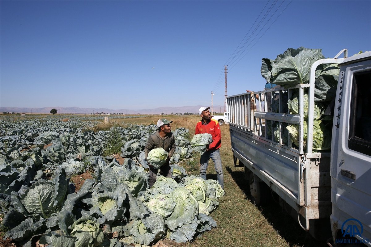 Muş ta lahana üretiminden 35 milyon lira gelir bekleniyor #11