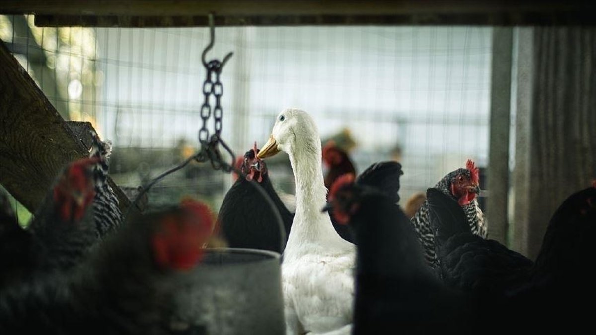 Bird flu in France: poultry quarantined in more than 5 thousand towns #1