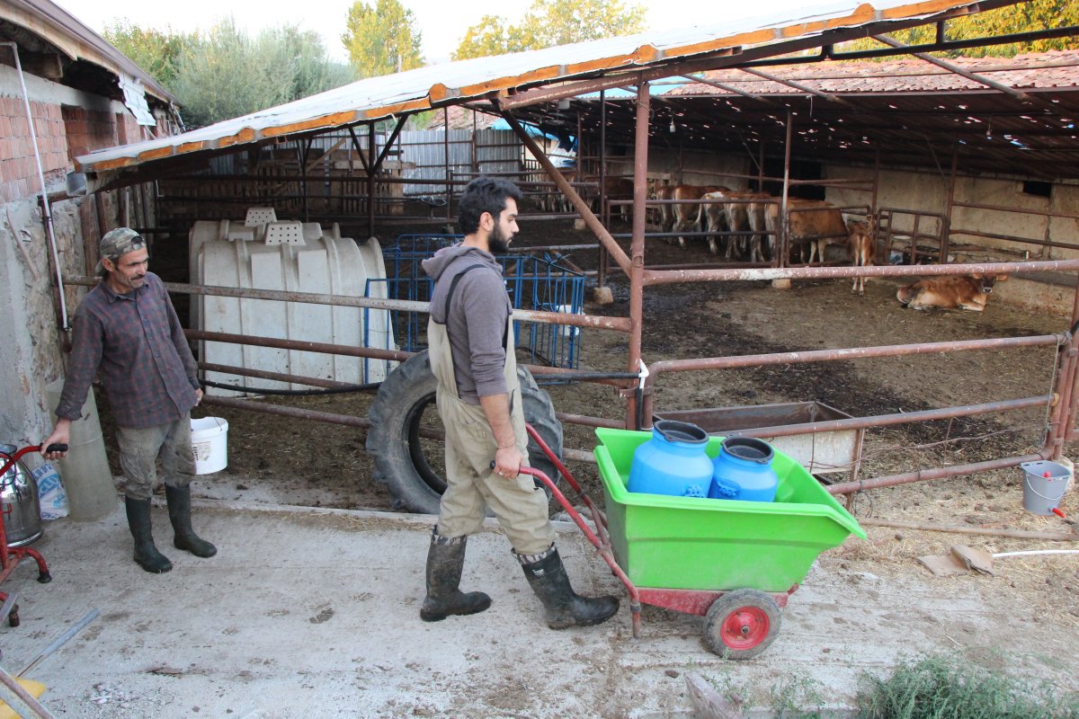 İzmir de üniversite okudu, Amasya’daki köyüne döndü, süt çiftliği kurdu #2
