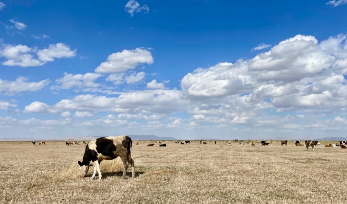 Kuruyan Akşehir Gölü nde artık hayvanlar otluyor #3