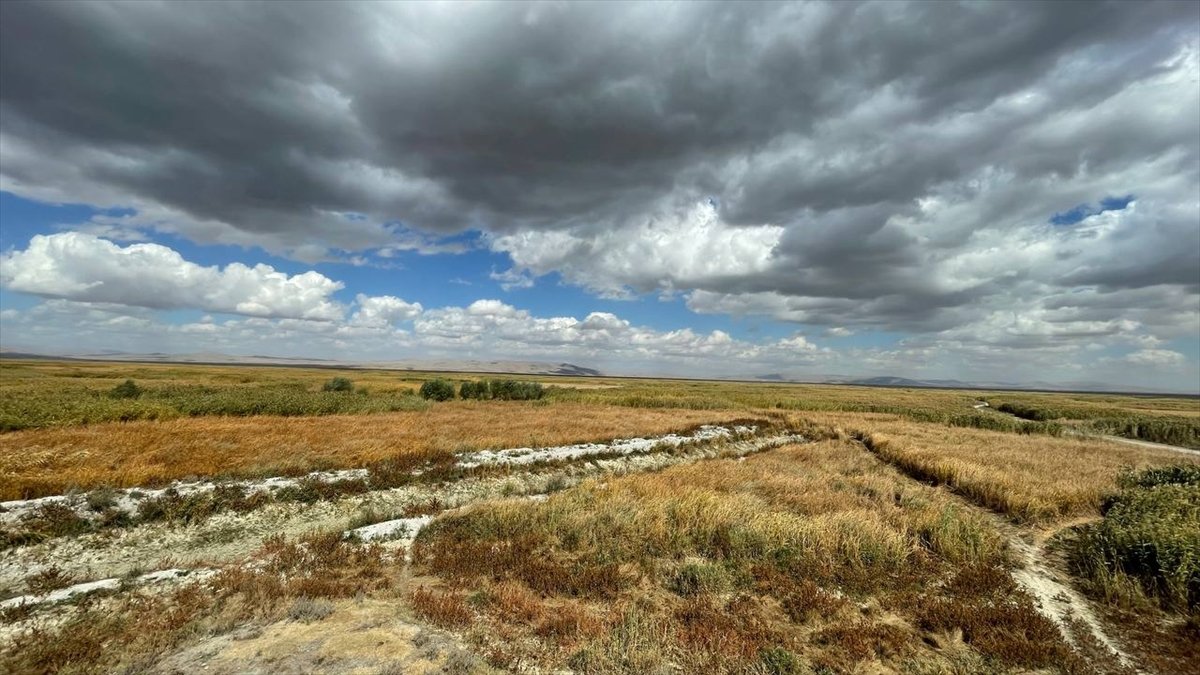 Kuruyan Akşehir Gölü nde artık hayvanlar otluyor #1