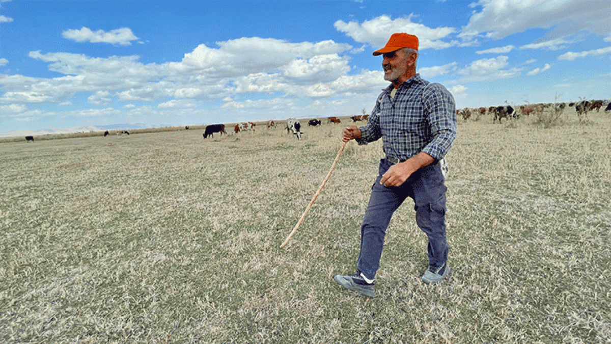 Kuruyan Akşehir Gölü nde artık hayvanlar otluyor #5