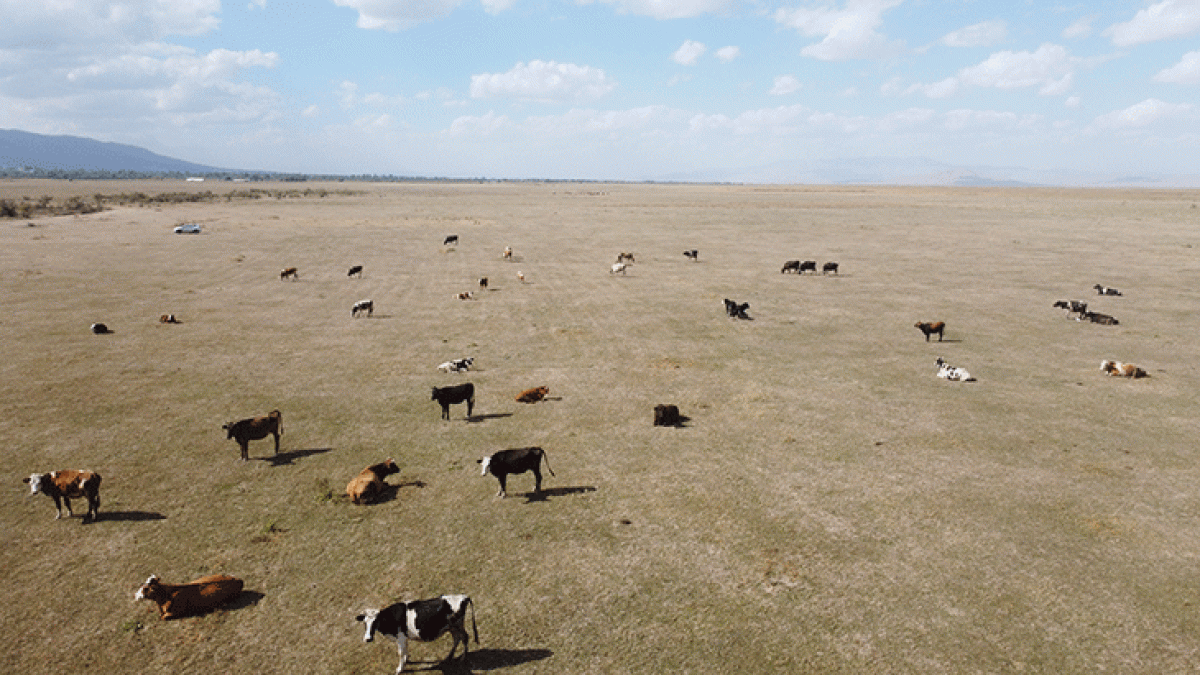 Kuruyan Akşehir Gölü nde artık hayvanlar otluyor #4