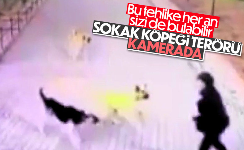 Ankara'da bir kişiye 8 köpek saldırdığı anlar kamerada