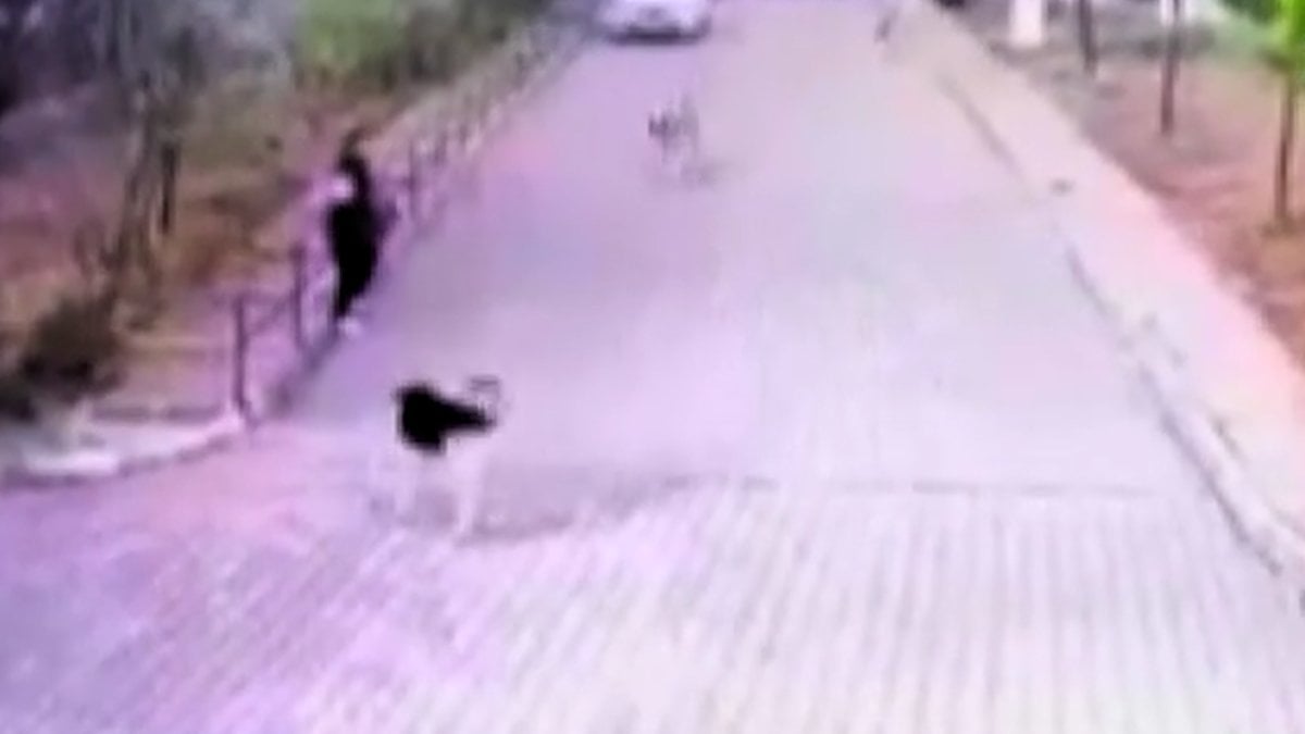Ankara da bir kişiye 8 köpek saldırdığı anlar kamerada #1