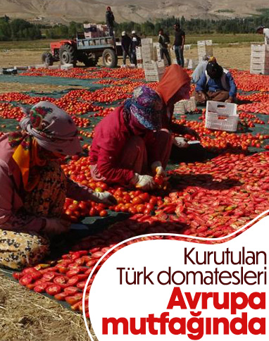Malatya'nın kuru domatesleri Avrupa ve Orta Doğu ülkelerine gönderiliyor 