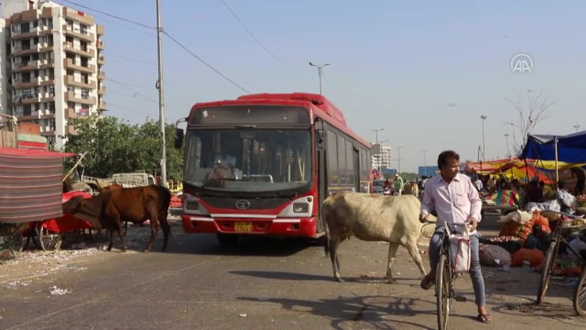 Hindistan da başıboş inekler trafikte kazalara neden oluyor #4