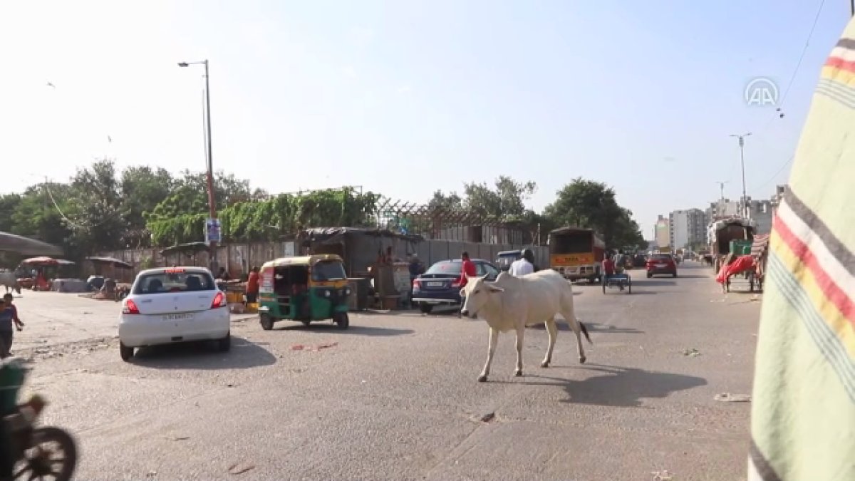 Hindistan da başıboş inekler trafikte kazalara neden oluyor #9