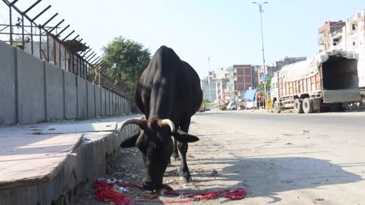Hindistan da başıboş inekler trafikte kazalara neden oluyor #8
