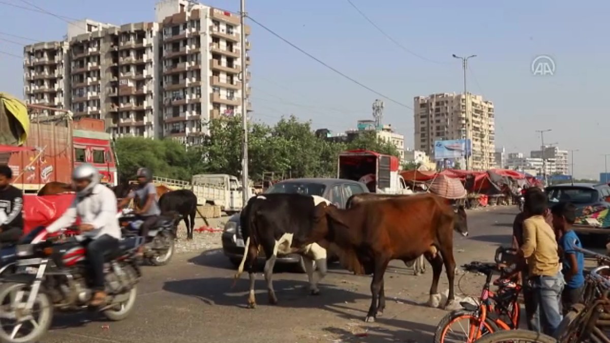 Hindistan da başıboş inekler trafikte kazalara neden oluyor #3