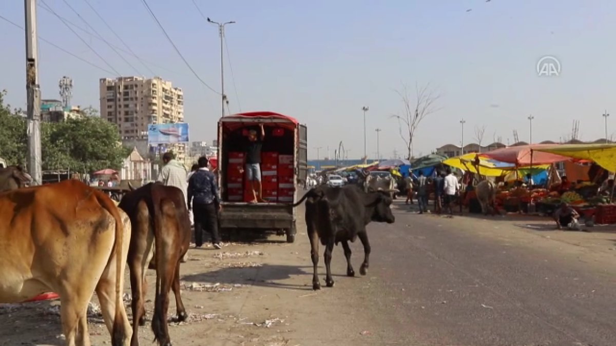 Hindistan da başıboş inekler trafikte kazalara neden oluyor #5