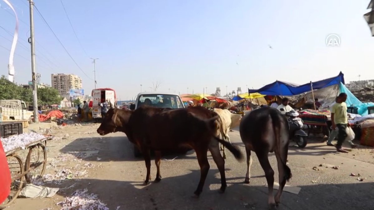 Hindistan da başıboş inekler trafikte kazalara neden oluyor #6