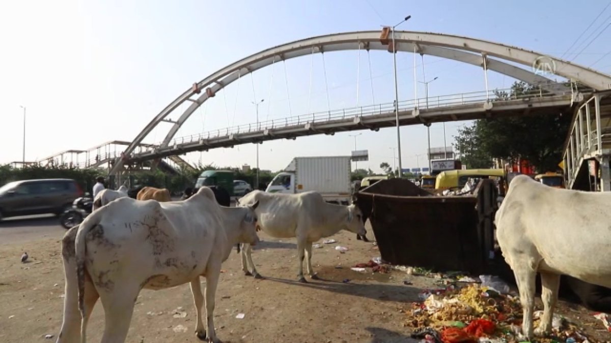 Hindistan da başıboş inekler trafikte kazalara neden oluyor #2