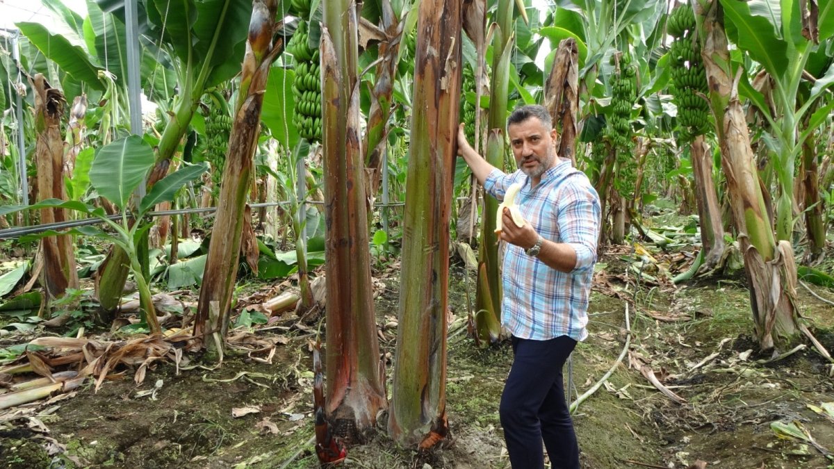 Kırmızı muzun Manavgat’ta ilk hasadı yapıldı #3