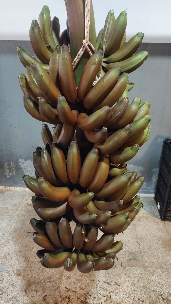 Kırmızı muzun Manavgat’ta ilk hasadı yapıldı #7