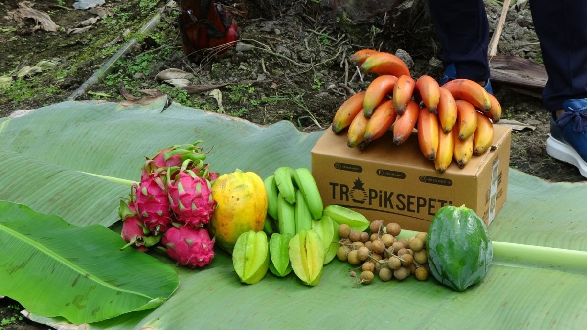 Kırmızı muzun Manavgat’ta ilk hasadı yapıldı #1