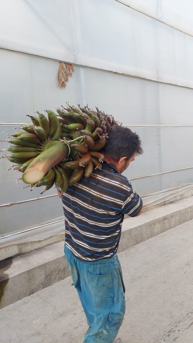 Kırmızı muzun Manavgat’ta ilk hasadı yapıldı #5