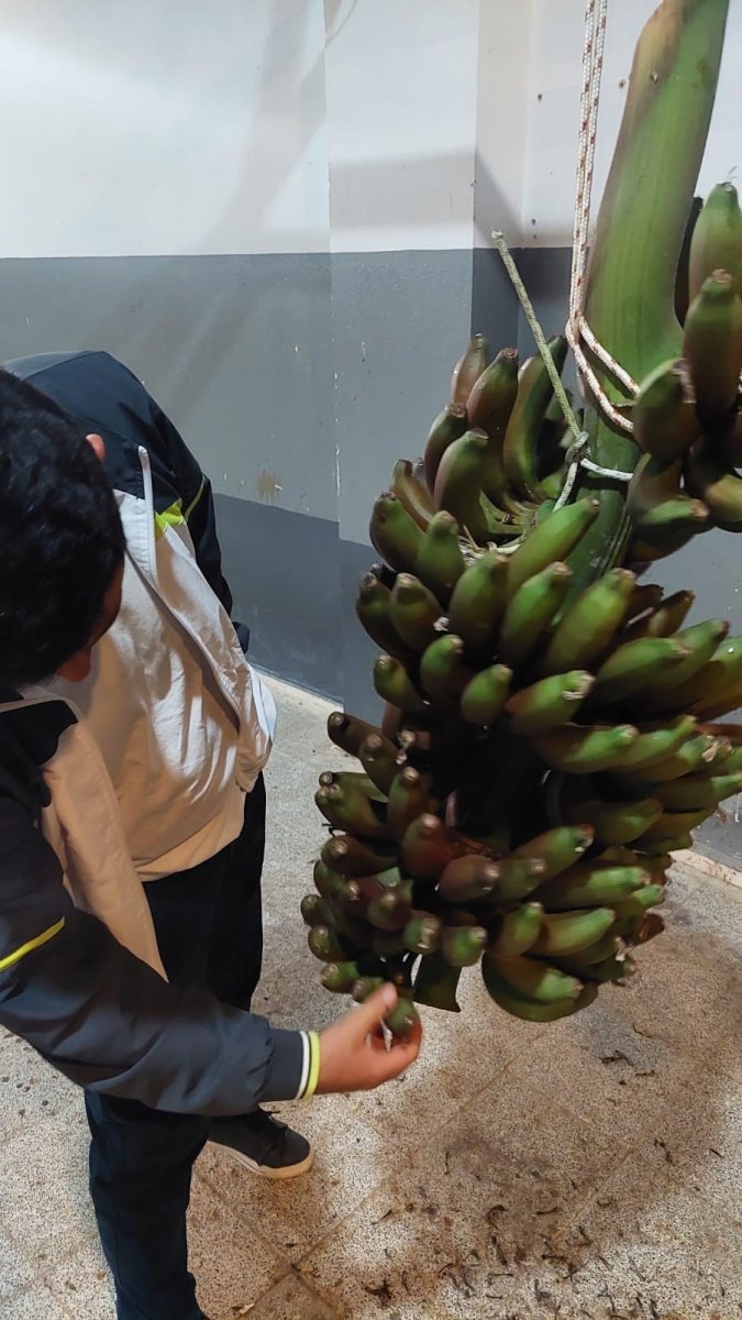 Kırmızı muzun Manavgat’ta ilk hasadı yapıldı #6