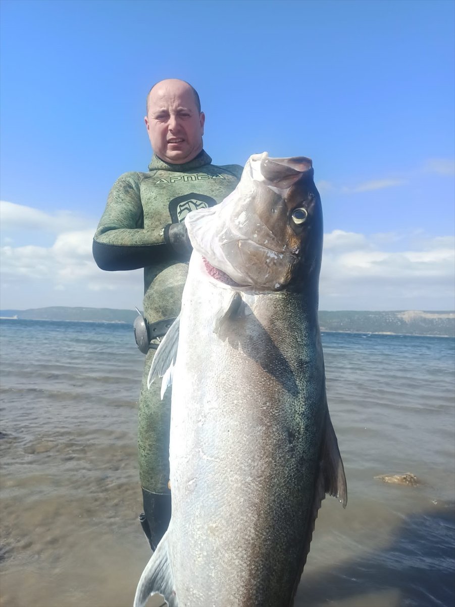 Çanakkale de zıpkınla 50 kilogramlık dev akya yakalandı #2