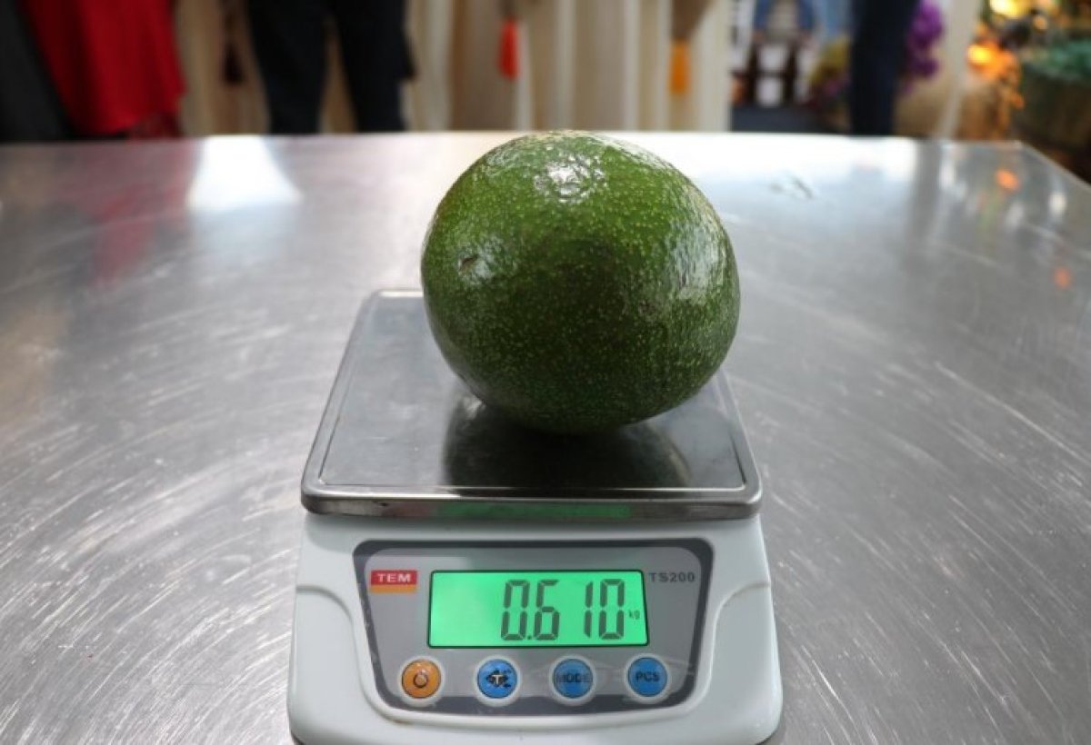 Alanya nın en ağır avokadosu seçildi #1